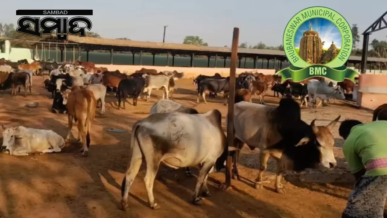  Cow dung auction: BMC to auction 25,000 kg cow dung Photograph: (sambad.in) 
