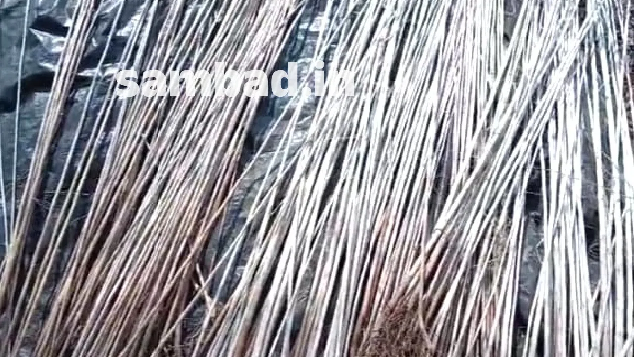  Kanwaria sticke high demand. Photograph: (sambad.in) 