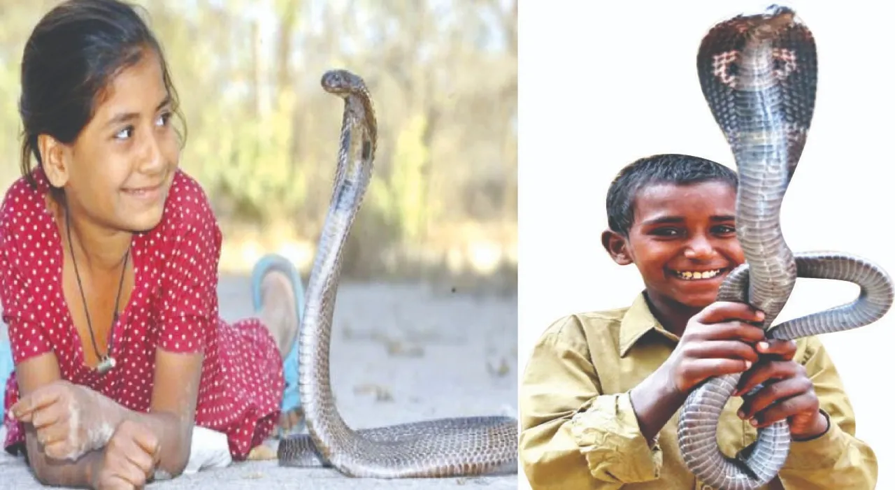  snake: ଭିନ୍ନ ଜନପଦ: ସାପ ପାଳୁଥିବା ଗାଁ ଶେତ୍‌ପାଲ୍‌