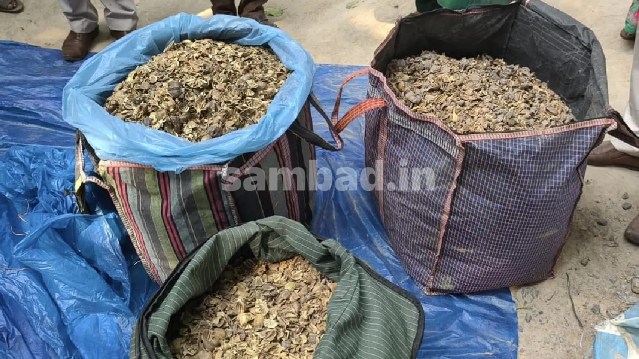  Illegal Drugs Supply in Baisinga of Mayurbhanj. Photograph: (sambad.in) 