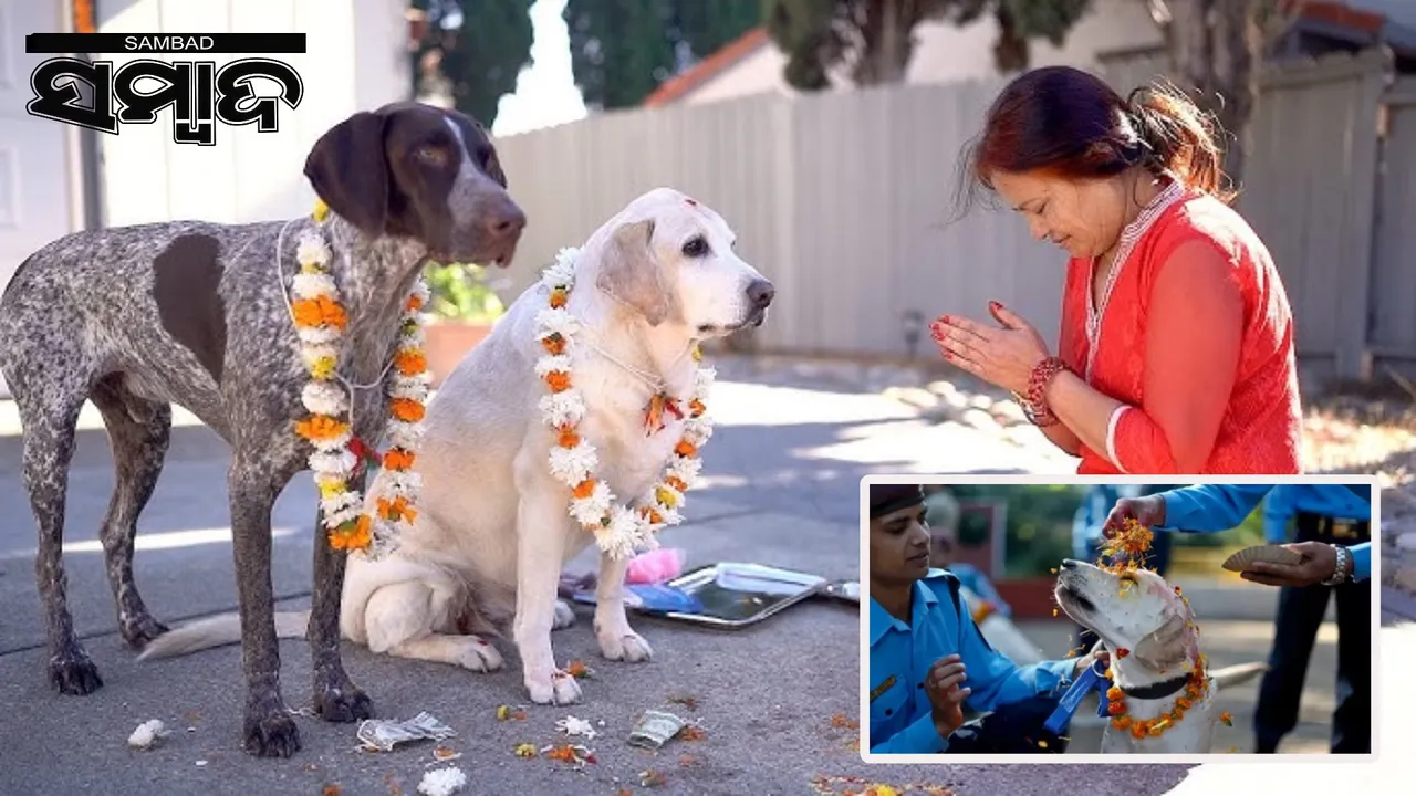  Dog Worship in Diwali: Dog worship in Nepal-West Bengal during Diwali Photograph: (sambad.in) 