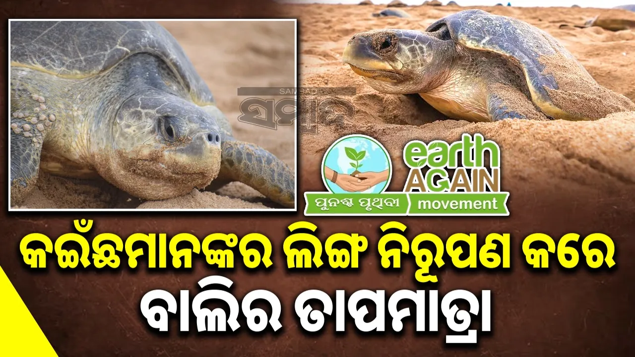  Olive Ridley's journey Photograph: (sambad.in) 