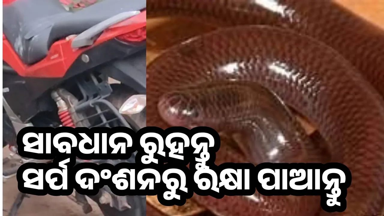  snake inside bike  photo (sambad.in) 