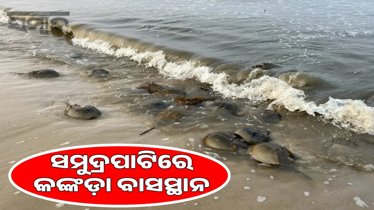  consequences of coastal erosion and human activities: sea coast erosion, number of crabs decreasing in the state Photograph: (sambad.in) 