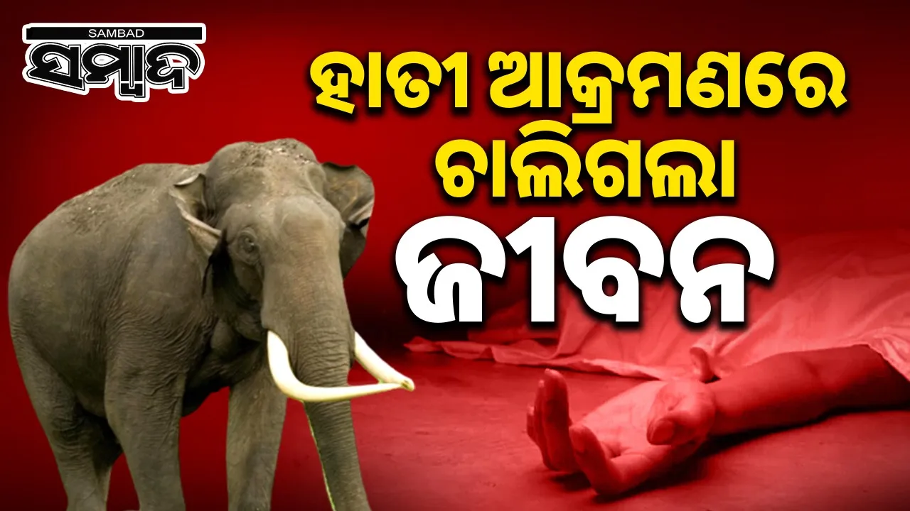  Old man dies by attack of elephant Photograph: (sambad.in) 