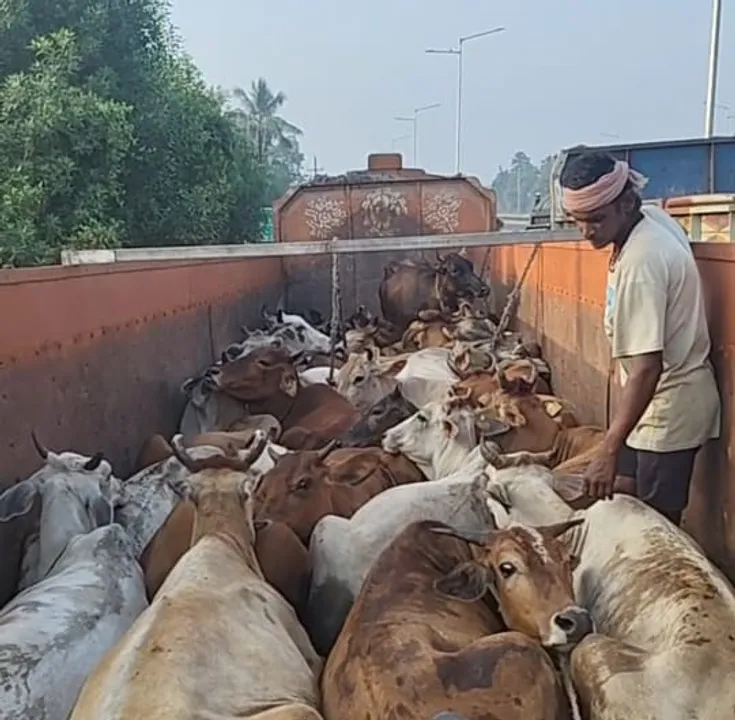 cows rescued at dhamnagar Photograph: (Sambad.in) 