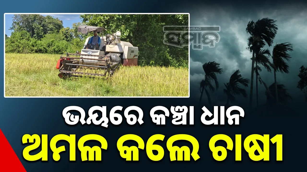  Farmers cutting crop in Malkangiri. Photograph: (sambad.in) 