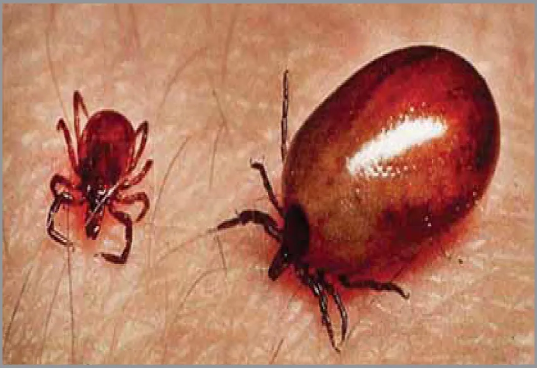  Scrub typhus scare: ଜୁଲାଇରୁ ଅକ୍ଟୋବର ସ୍କ୍ରବ୍‌ ଟାଇଫସ୍ ଭୟ: ଟିଙ୍କଜାତୀୟ ଚିଗର ପୋକରୁ ବ୍ୟାପେ ସଂକ୍ରମଣ