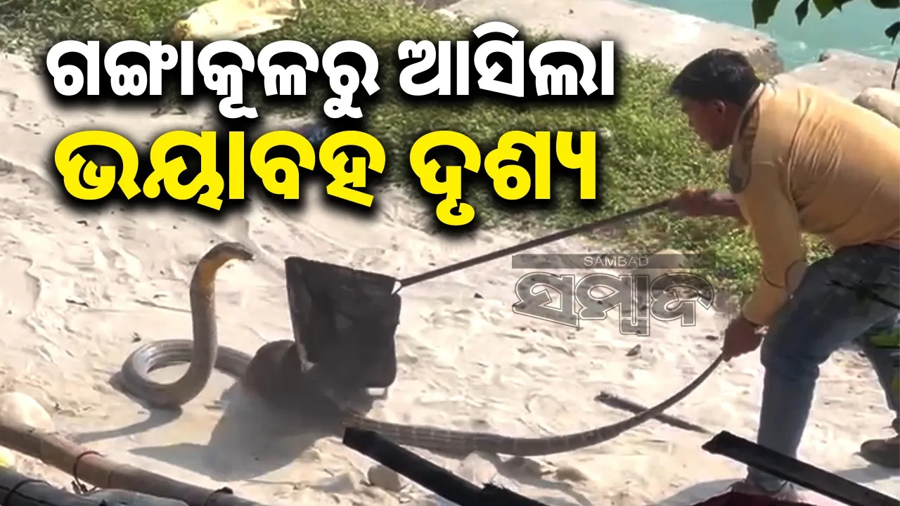  -king-cobra-was-found-on-the-banks-of-the-ganges Photograph: (sambad.in) 