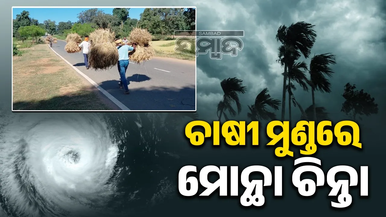  Farmers worried about cyclone Montha: Farmers worried about Montha, ripe paddy is in the field Photograph: (sambad.in) 