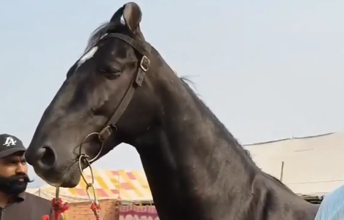  black horse in Pushkar mela 