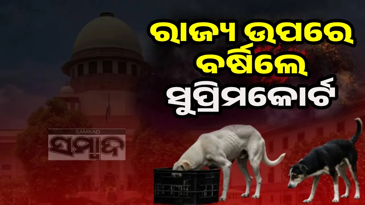  Supreme Court on stray dog verdict Photograph: (sambad.in) 