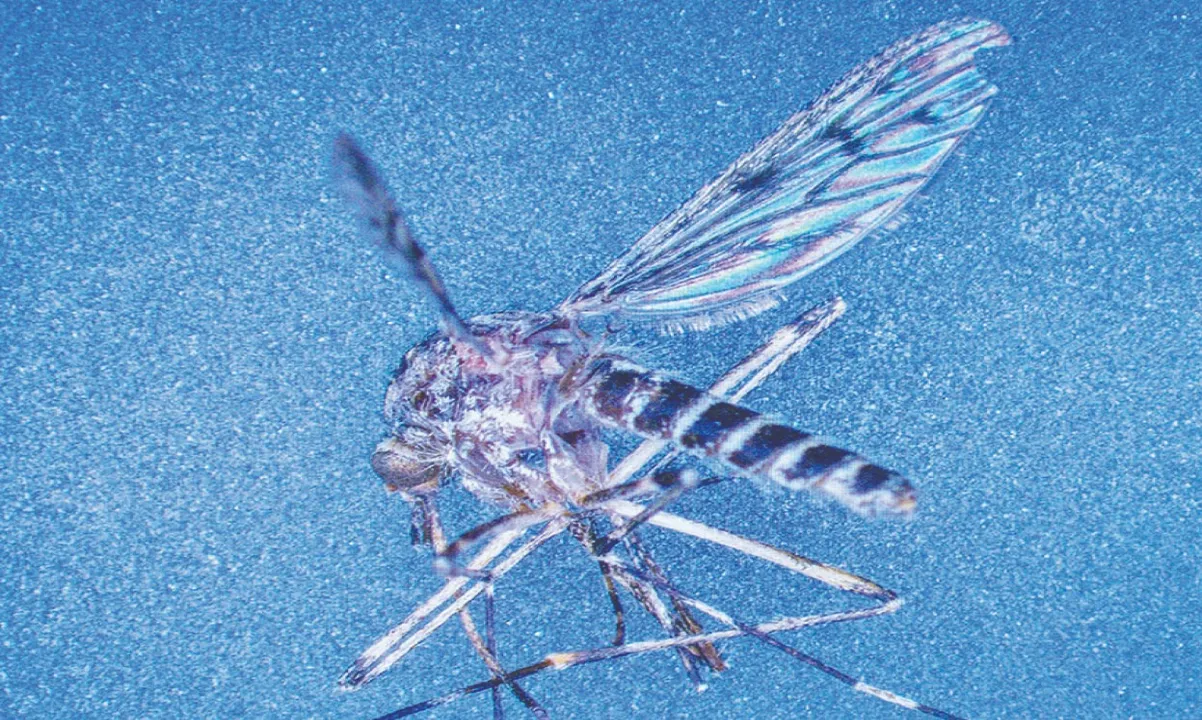  Mosquitoes in Iceland: ଆଇସ୍‌ଲ୍ୟାଣ୍ଡ୍‌ରେ ମଶା!