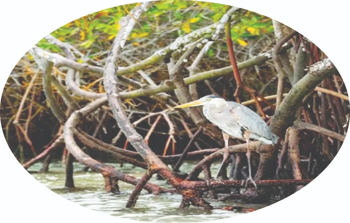  Excellent carbon: ପ୍ରକୃଷ୍ଟ ଅଙ୍ଗାର ଶୋଷକ ହେନ୍ତାଳ