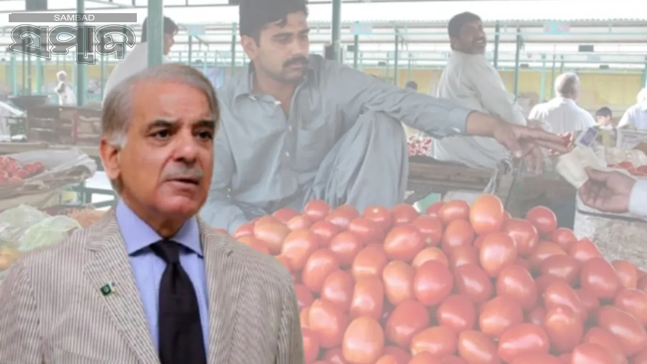  Loan to buy tomatoes in Pakistan: Demand for loan to buy tomatoes in Pakistan! Shahbaz-Munir's concern increased Photograph: (sambad.in) 