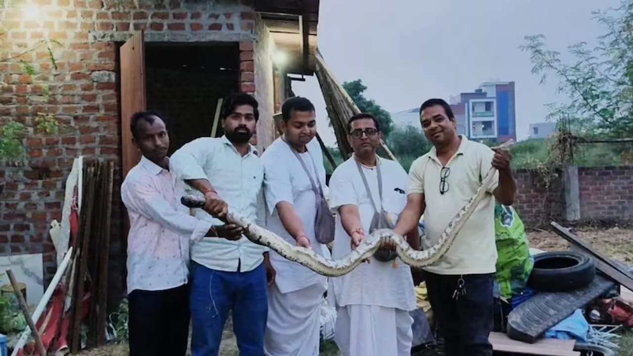  python-come-from-at-the-iskcon-temple Photograph: (@ITG) 