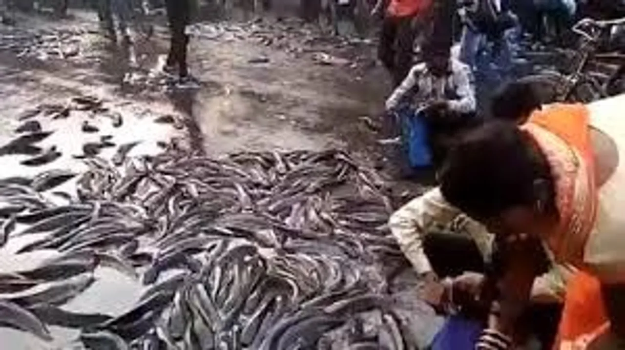  kanpur-thousands-of-fish-scattered-pickup-truck-overturned Photograph: (@timesofindia) 