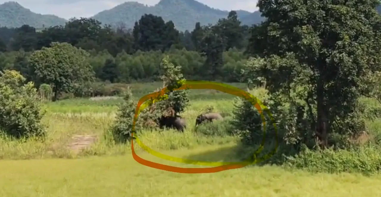  Elephants damage crops in Muniguda. Photograph: (sambad.in) 