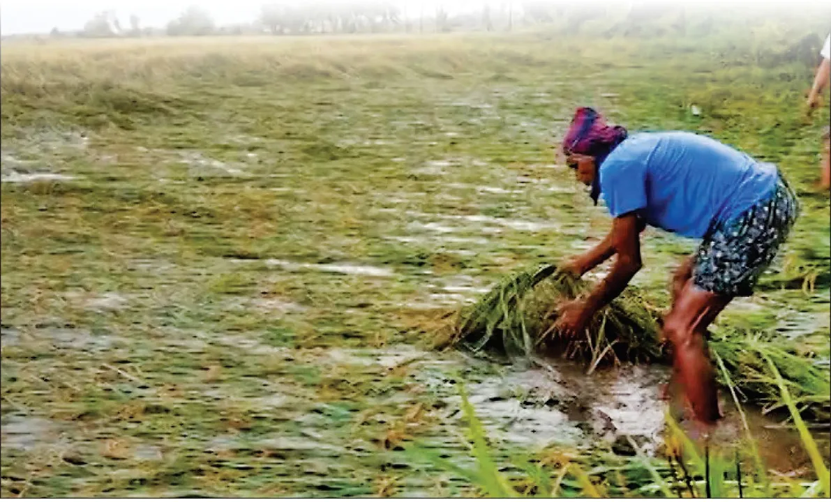  'Montha' effect: ‘ମୋନ୍ଥା’ ପ୍ରଭାବ: ଗଲା ବେଳକୁ ଭିଜାଇଲା, ଗଜପତି, ଗଞ୍ଜାମ ଓ ମୟୂରଭଞ୍ଜରେ ଅଧିକ ବର୍ଷା