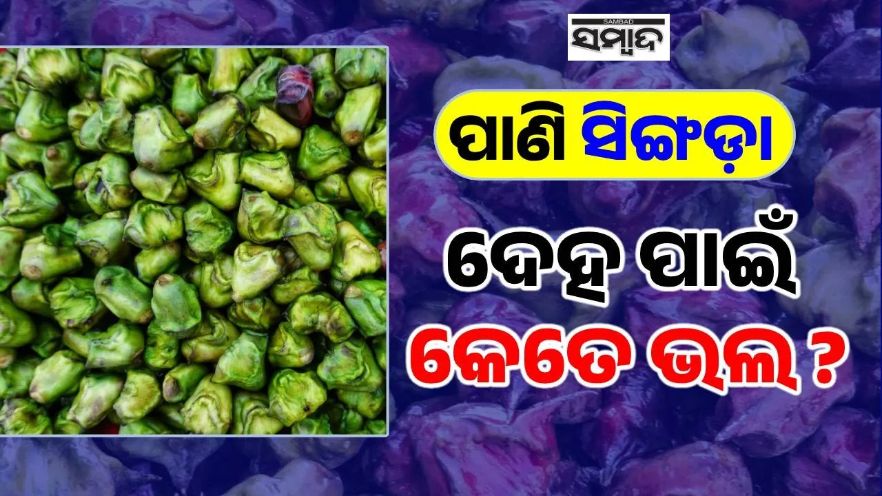  water chestnut Photograph: (sambad.in) 