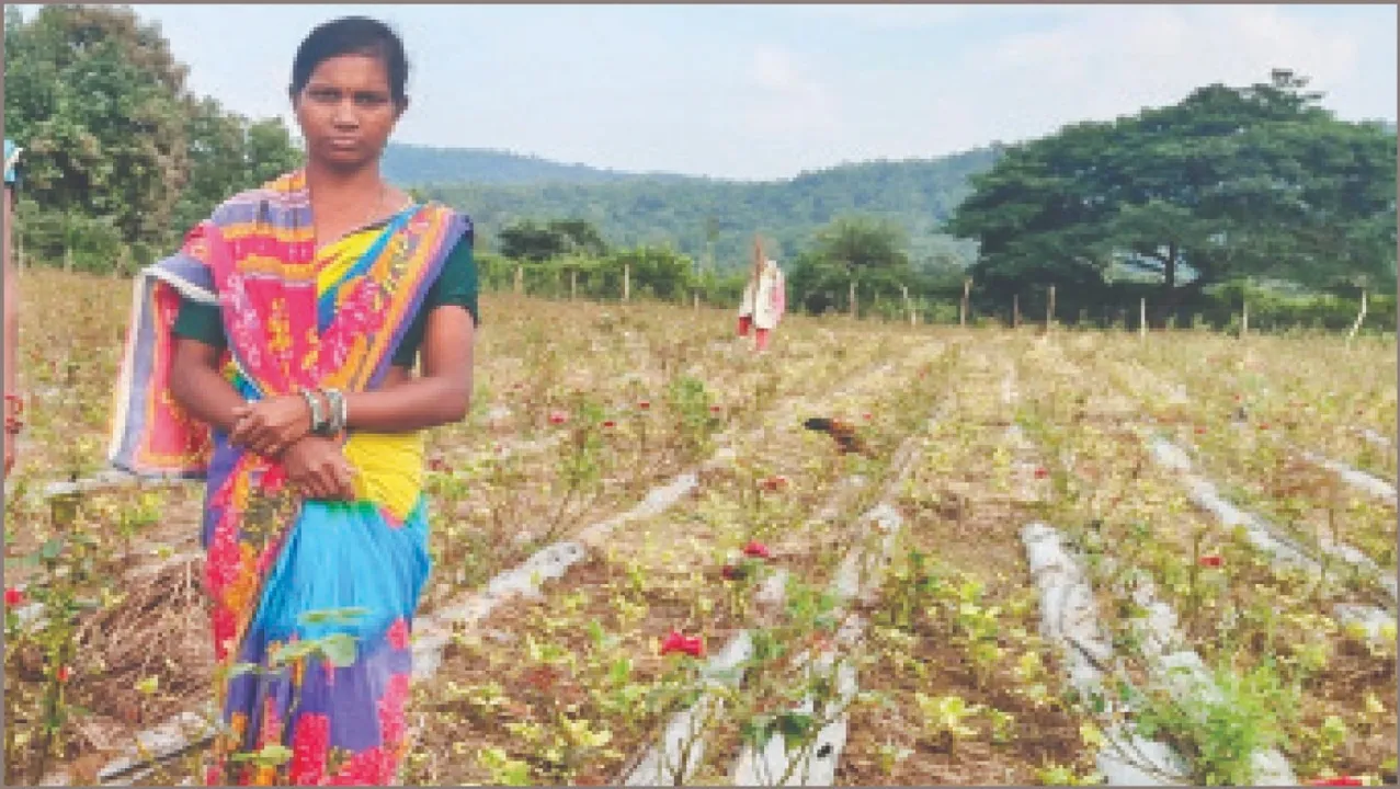  ଗ୍ରାମୀଣ ମହିଳାଙ୍କ ଆଶାର ଆଲୋକ ଯମୁନା: ରୋଜଗାରକ୍ଷମ କରିଛି ଗୋଲାପ ଚାଷ