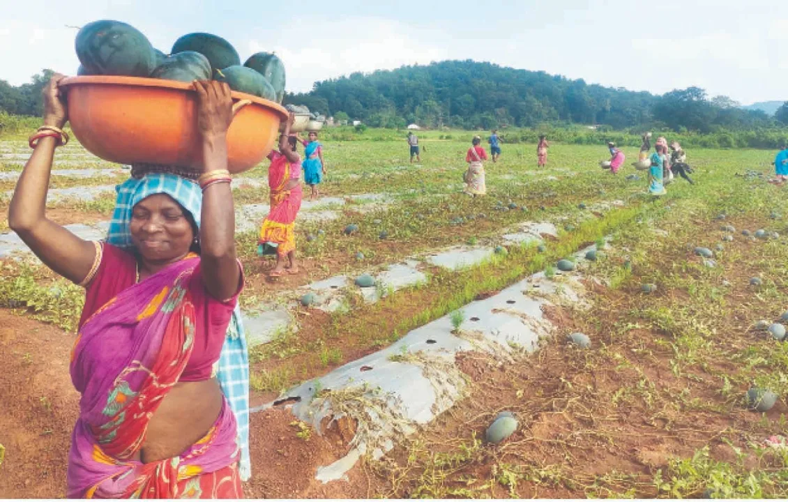  Profits in watermelon farming have decreased: ତରଭୁଜ ଚାଷରେ ଲାଭ କମିଲା
