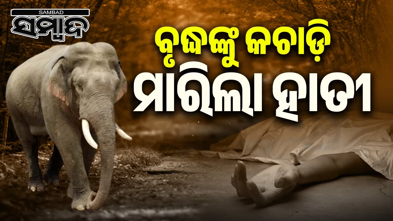  Old man killed by elephant attack in Sundargarh district on Sunday. Photograph: (sambad.in) 