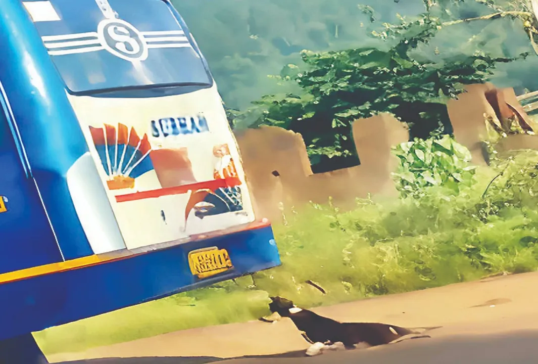  Dead dog to back of vehicle: ମଲା କୁକୁରକୁ ଗାଡ଼ି ପଛରେ ବାନ୍ଧି ଘୋଷାରିଲେ: ବର୍ବରତାର ସୀମା ଟପିଗଲେ ବସ୍‌ କର୍ମଚାରୀ