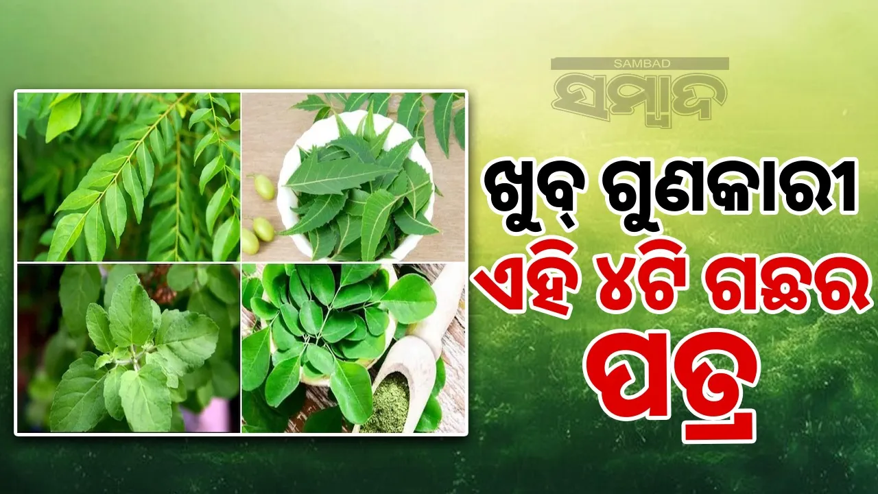  doctor-shares-ayurvedic-leaves-to-eat-on-an-empty-stomach Photograph: (@sambad.in) 