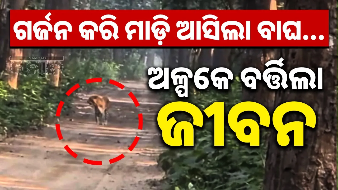  pilibhit-tiger-attack-on-safari-vehicle Photograph: (@sambad.in) 