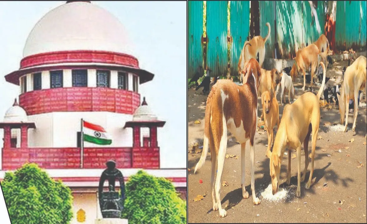  Supreme Court warns: ସତର୍କ କରାଇଲେ ସୁପ୍ରିମକୋର୍ଟ: ସରକାରୀ କାର୍ଯ୍ୟାଳୟରେ ବୁଲା କୁକୁରଙ୍କୁ ଖାଇବାକୁ ଦେଉଥିଲେ ସାବଧାନ