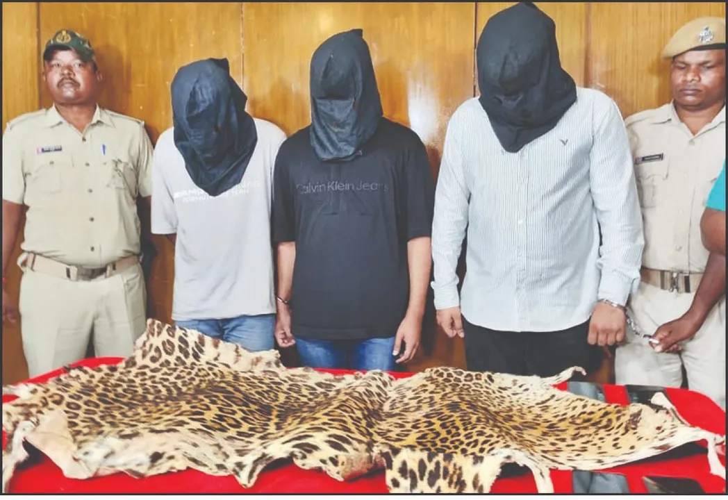  Tiger skin seized: ବାଘ ଛାଲ ଜବତ, ମାଷ୍ଟରମାଇଣ୍ଡ ସହ ୩ ମାଫିଆ ଗିରଫ: କର୍ଣ୍ଣାଟକ ଅଣାଯାଇ ରାଜଧାନୀରେ ହେଉଥିଲା ଡିଲ୍‌