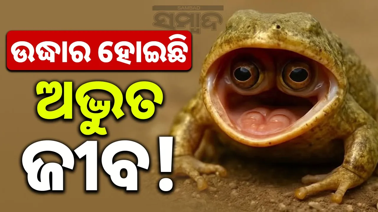  frog-with-eyes-inside-its-mouth Photograph: (@SAMBAD.IN) 