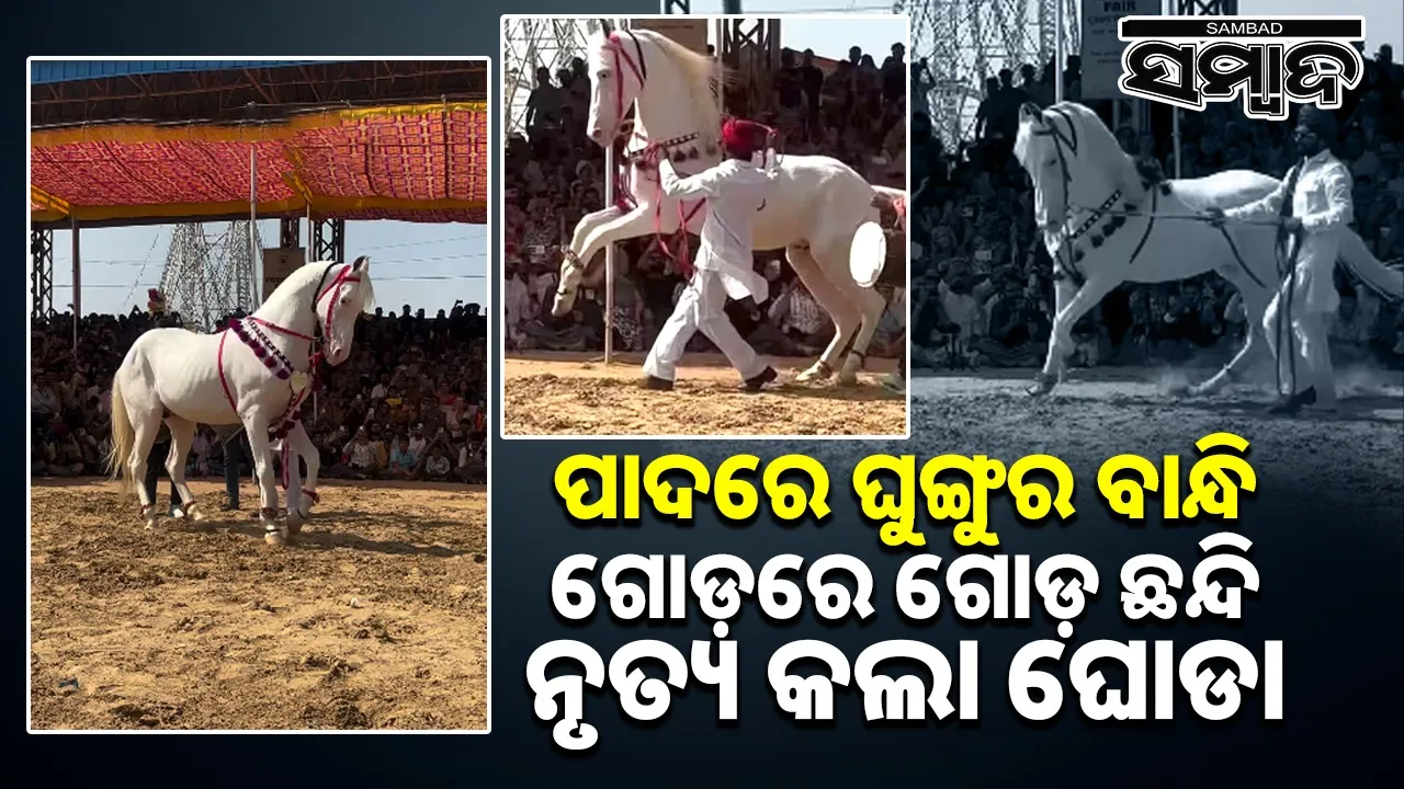  pushkar Mela horse dance Photograph: (@sambad.in) 
