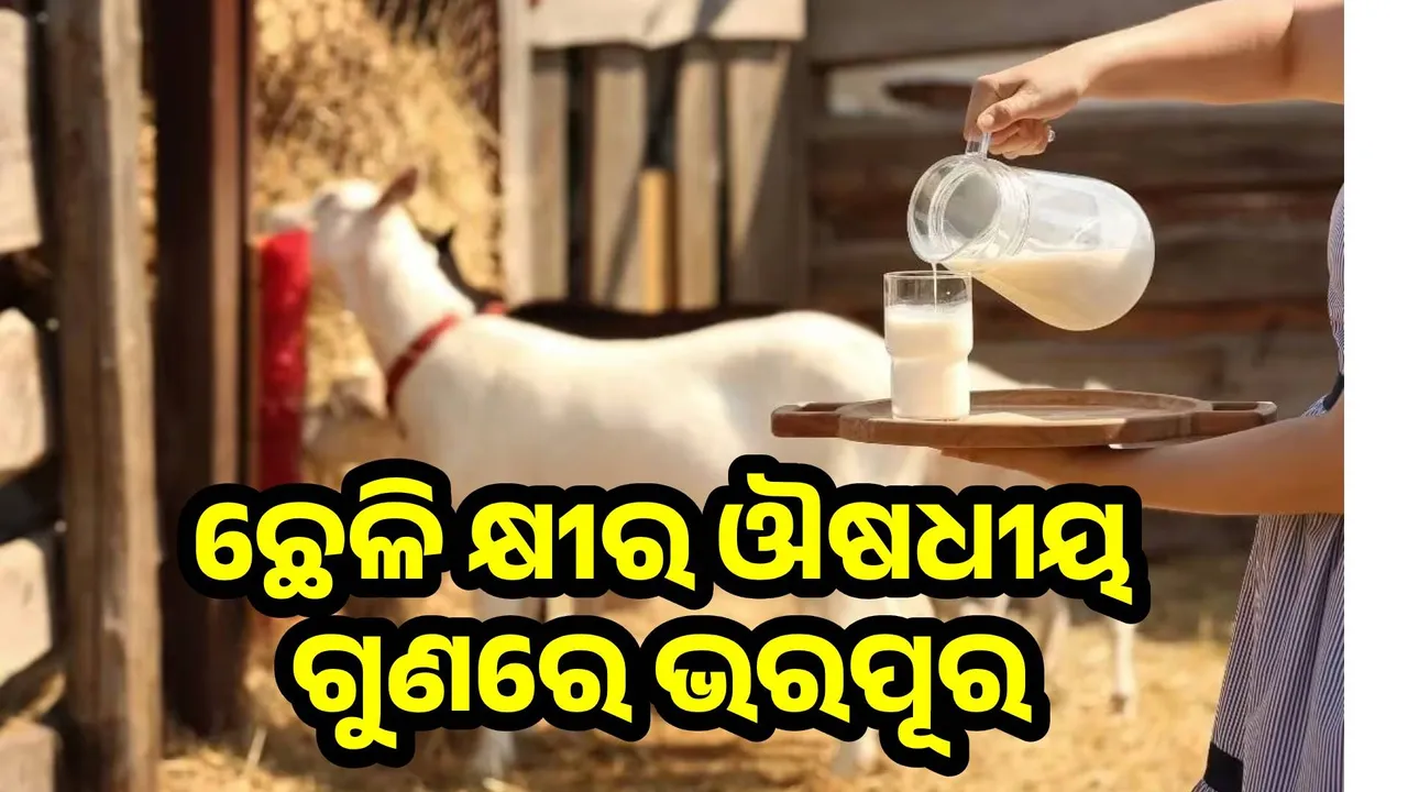  goat-milk-benefits Photograph: (@sambad.in) 