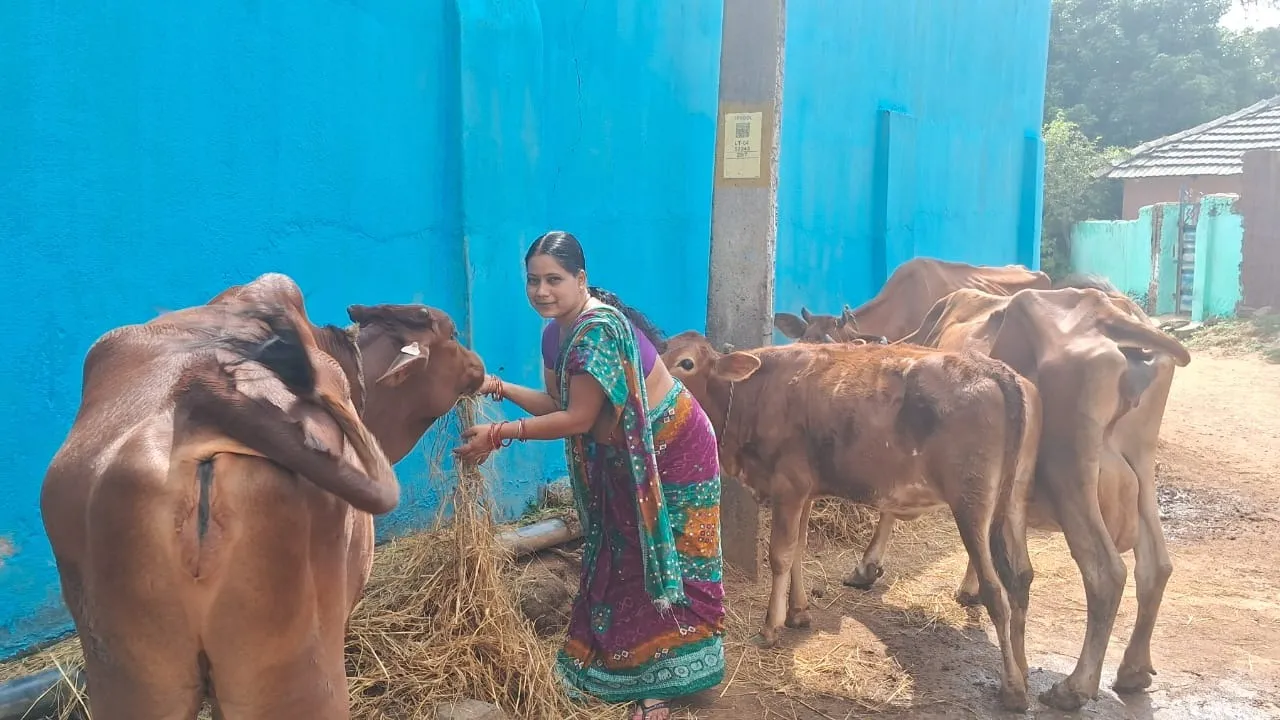  Anita Mohanta uses loan money for cows. Photograph: (sambad.in) 