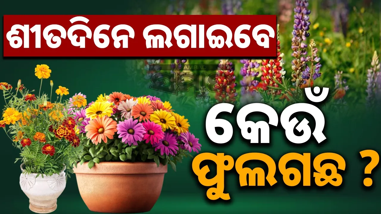  Flower Plants Photograph: (Sambad.in) 