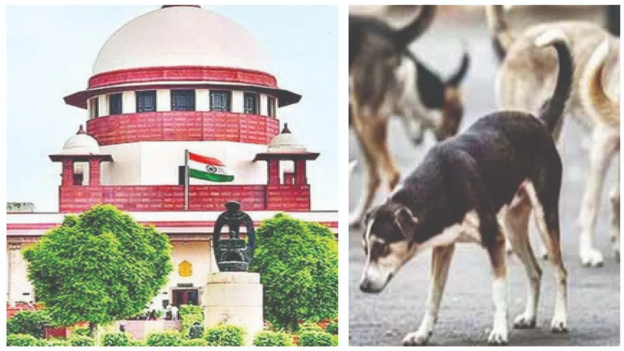  stray dog ​​on the road: ରାସ୍ତାରୁ ବୁଲା କୁକୁରଙ୍କୁ ହଟାଅ