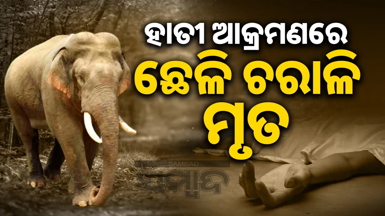  Elephant Killed Younger Brother Photograph: (sambad.in) 