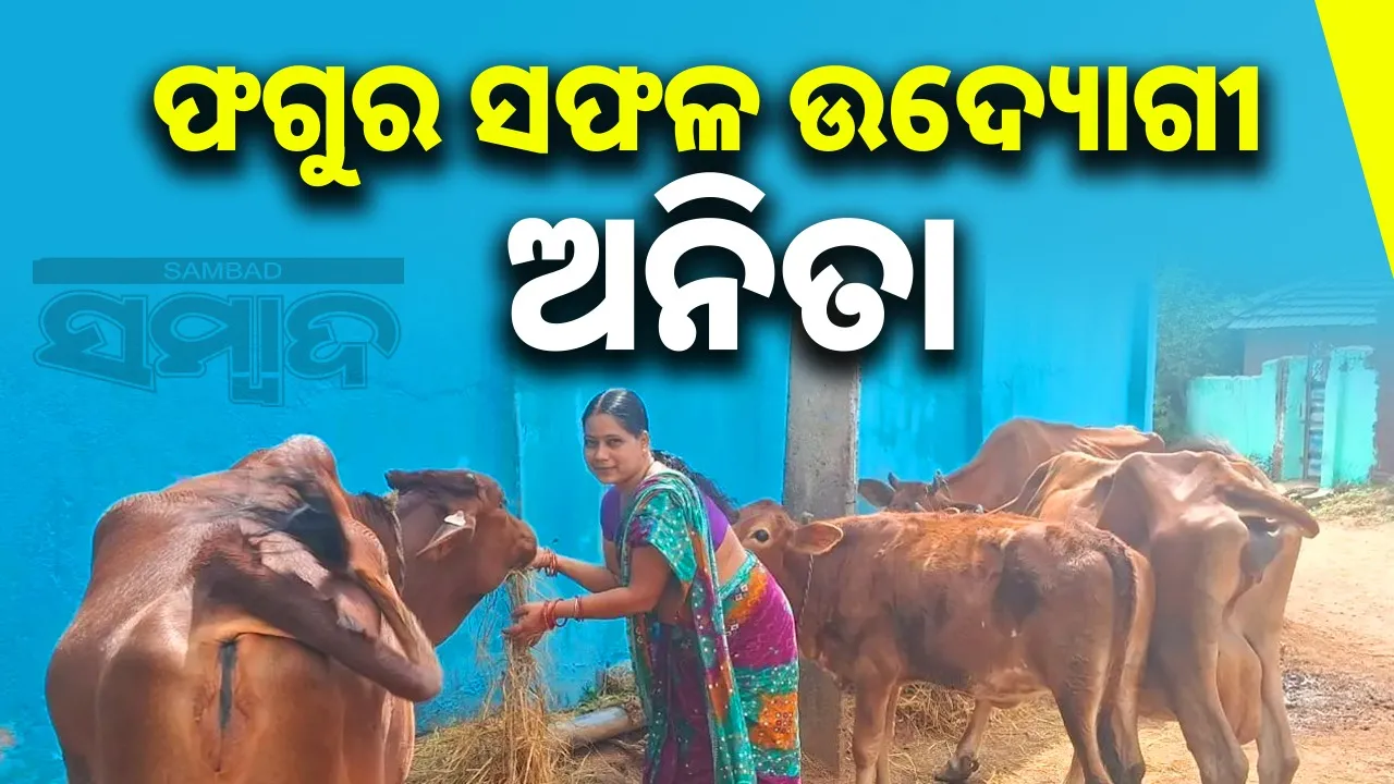  Anita Mohanta uses loan money for cows. Photograph: (sambad.in) 