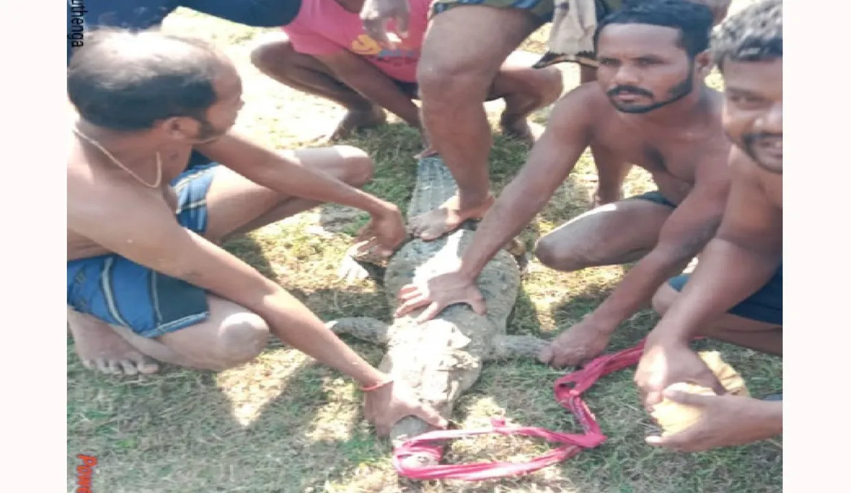  ମାନିଲା ବନ ବିଭାଗ, ଖଣିରୁ ଧରାହେଲା ମଗର