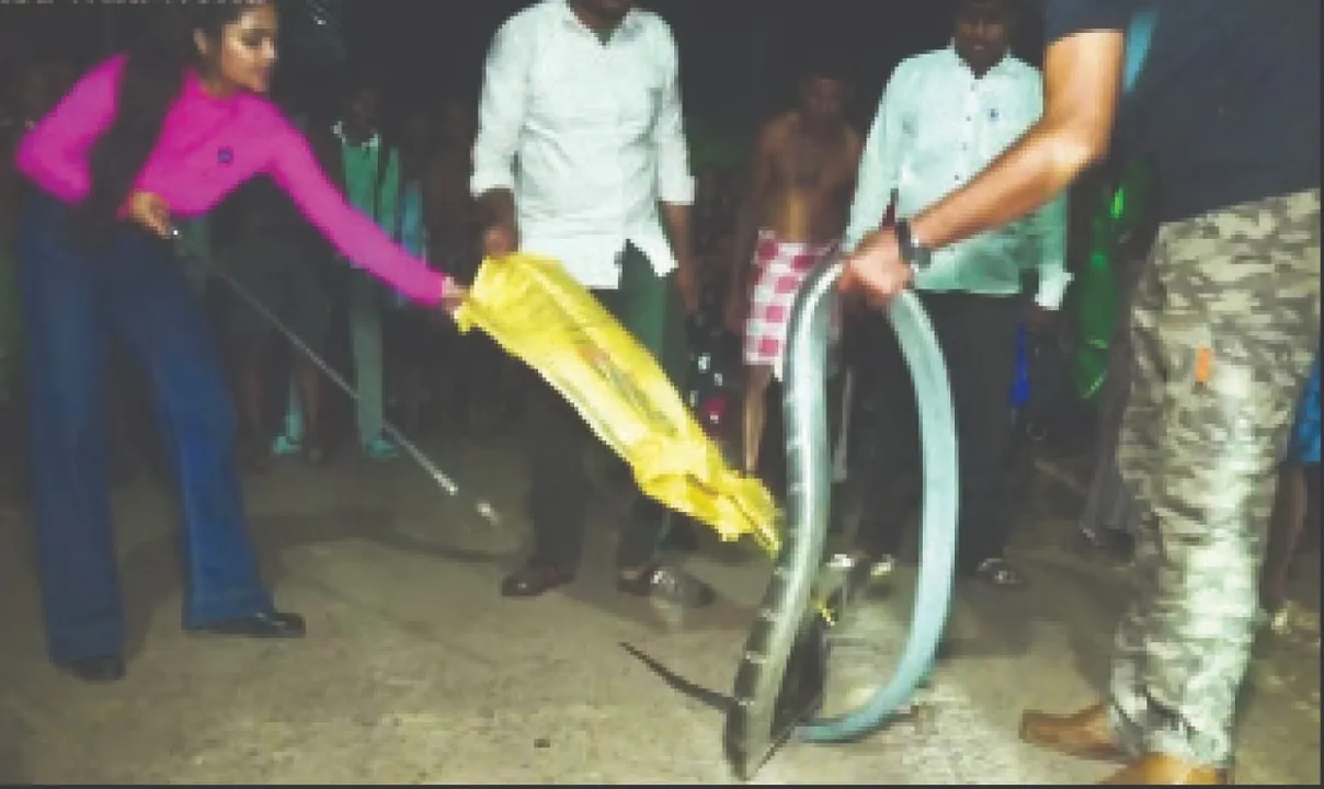  People from Maharashtra: ସାପ ଧରିବାକୁ ମହାରାଷ୍ଟ୍ରରୁ ଆସି ଓଡ଼ଗାଁରେ ଆଡ଼ା: ସାପ ଧରାଳିକୁ ଛାଡ଼ିଦେଲା ବନ ବିଭାଗ