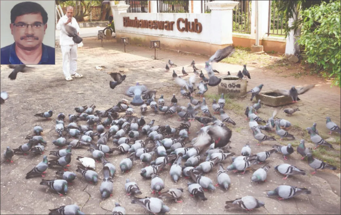  Winter is here: ଆସିଲାଣି ଶୀତ ଦିନ: ପାରା ବଢ଼ାଉଛନ୍ତି ଫୁସ୍‌ଫୁସ୍‌ ସଂକ୍ରମଣ