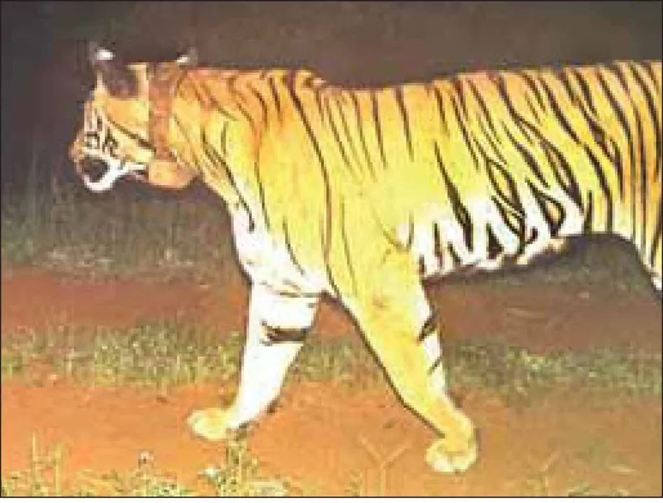  The debate over tigres: ବାଘୁଣୀ ଜୀନତ୍‌କୁ ନେଇ ଚର୍ଚ୍ଚା ସମୟ ଗଡ଼ୁଛି, ଦ୍ବନ୍ଦ୍ବ ବଢ଼ୁଛି
