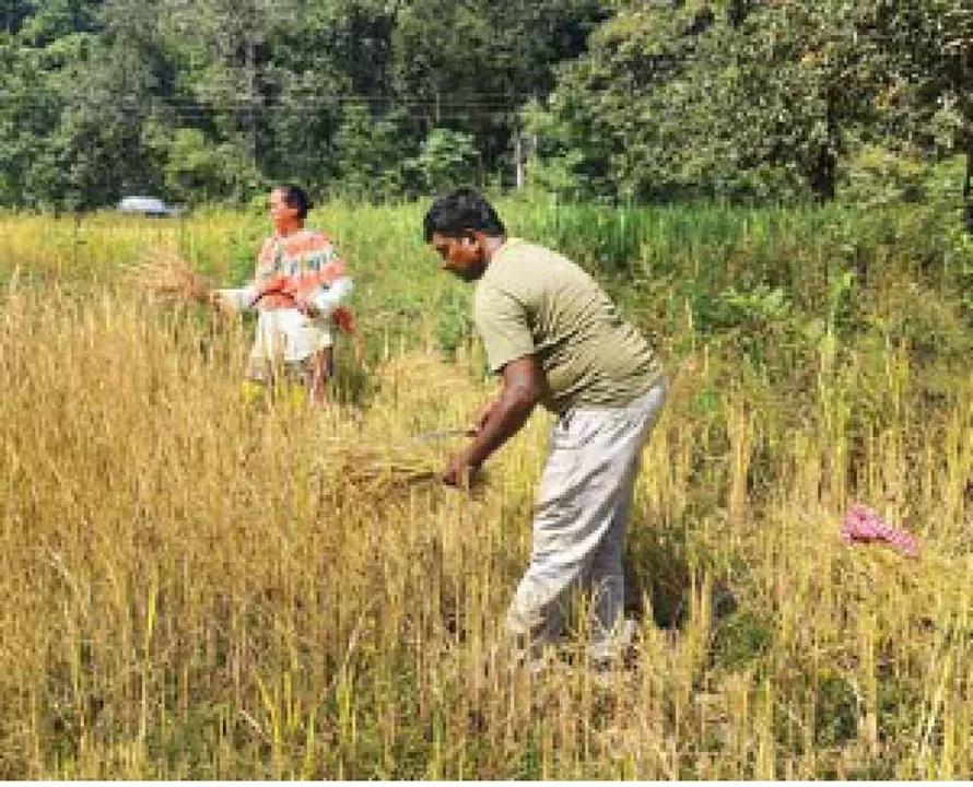  The hands that hold guns: ବନ୍ଧୁକ ଧରୁଥିବା ହାତ ଏବେ ଧାନ କାଟୁଛି