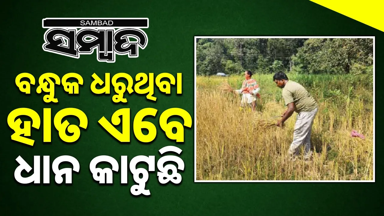  the hands that hold guns are now reaping the rice 