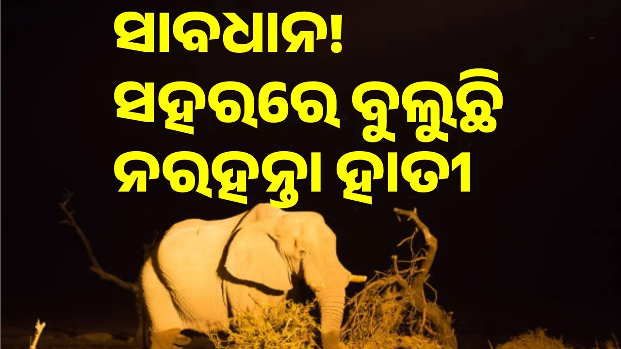  Elephants trample Rourkela city Photograph: (@sambad.in) 