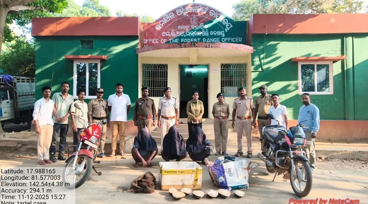  Tortoise recovered in Malkangiri. Photograph: (sambad.in) 