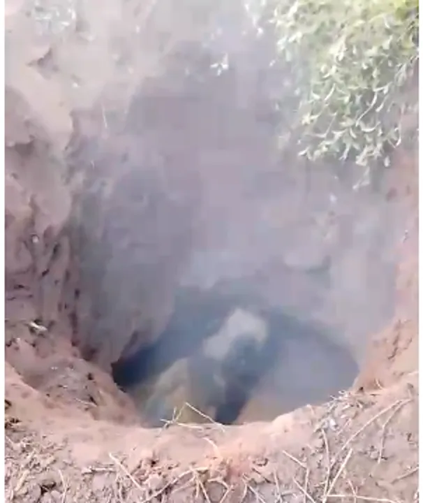 Baby Elephant fell in well Again Photograph: (sambad.in) 