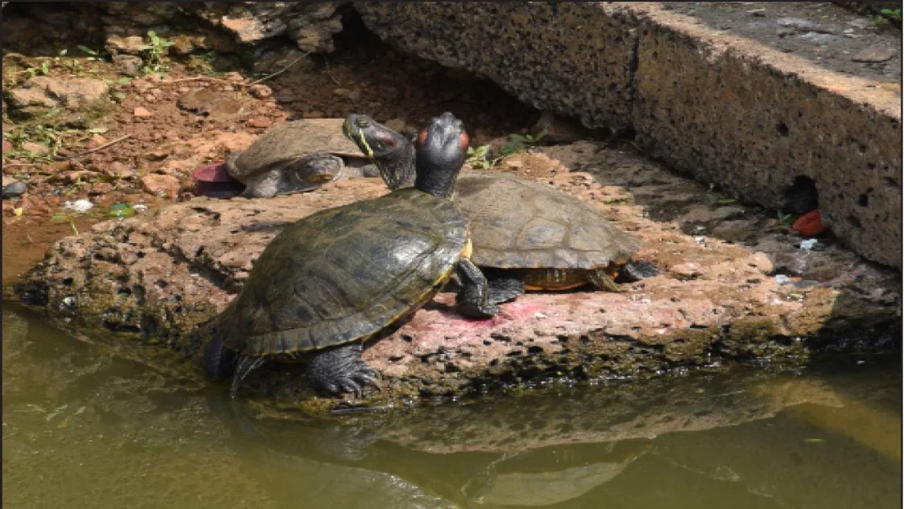  Cold in twin city: ଜାଡ଼ରେ ଥରୁଛି ଦ୍ବୈତନଗରୀ: ୧୪ ଡିଗ୍ରିରେ କଟକ ଓ ଭୁବନେଶ୍ବର